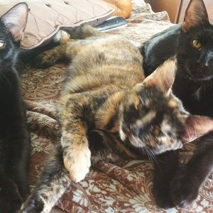 Meet your Posher, Candice